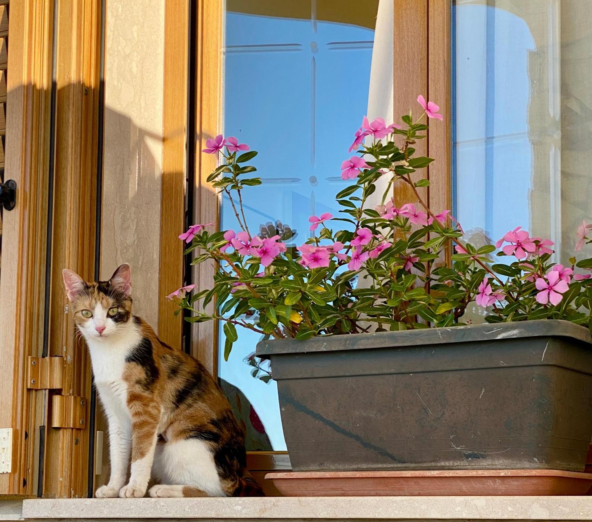 Villa Mare Giuggiola Alcamo Marina Buitenkant foto